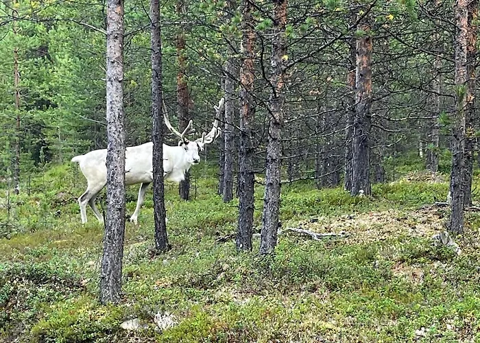 Siulakumpu בקתה *